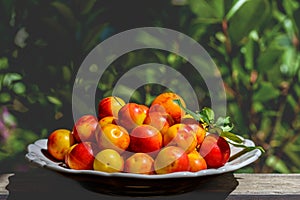 yellow-red plums on a white plate. Photo made in garden