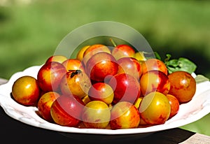 yellow-red plums on a white plate. Photo made in garden