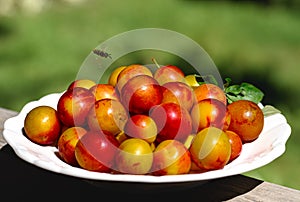 yellow-red plums on a white plate. Photo made in garden. Bee flying near fruits