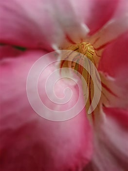 Yellow and red pollen of pink Desert rose in flower garden