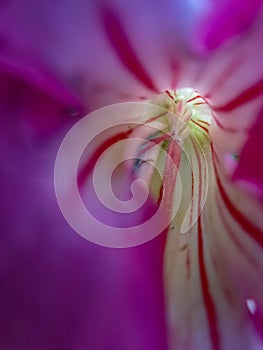 Yellow and red pollen of pink Desert rose in flower garden