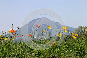 Yellow and red poppies against the backdrop of Mount Daisen, Japan.