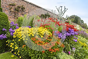 Yellow, red and purple clump forming perennial plants in garden.