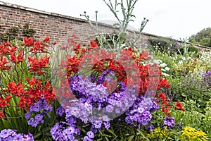 Yellow, red and purple clump forming perennial plants in garden.