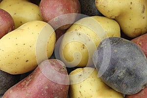 Yellow, red and purple potatoes