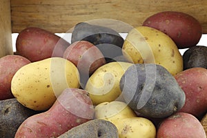 Yellow, red and purple potatoes