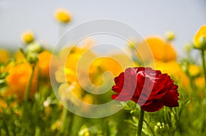 Yellow & Red Ranunculus
