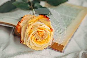 Yellow-red rose on the book. Aesthetics of roses. Old book and rose. Atmospheric frame with flowers.