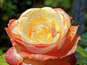 Yellow Red Rose closeup