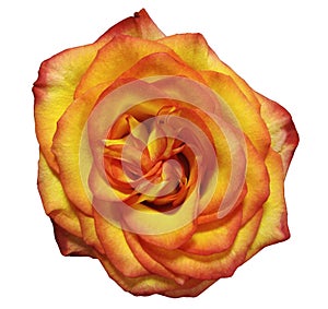 Yellow-red rose flower, white isolated background with clipping path