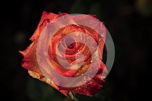 Yellow-red rose with water droplets on the petals.
