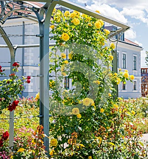 Yellow and red roses trudging along base of arbor in garden