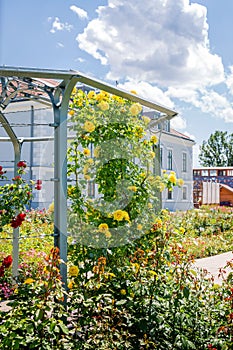 Yellow and red roses trudging along base of arbor in garden