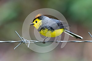 Yellow and red songbird Collared Redstart, Myioborus torquatus,