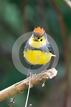 Yellow and red songbird Collared Redstart, Myioborus torquatus,