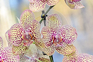 Yellow with red spots orchid close up branch flowers, isolated
