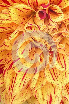 Yellow with red strip flower petals, close up and macro of chrysanthemum, beautiful abstract background