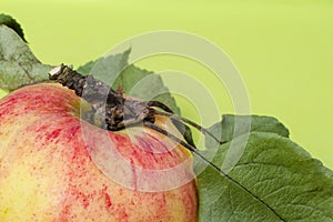 Yellow-red striped apple on an green background