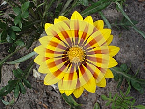 Yellow with red stripes gazania flower 'Red Stripe'