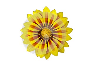 Yellow with red stripes gazania flower `Red Stripe` isolated on