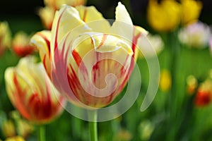 Yellow with red stripes tulips Viridiflora hybrid in spring