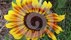 Yellow and red sunflower blowing in the wind
