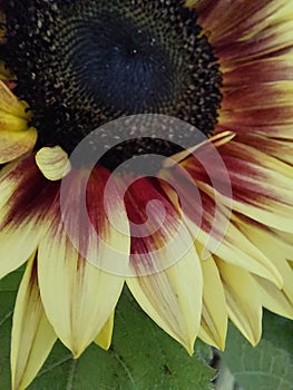 Yellow red sunflower