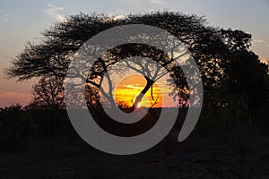 Yellow and red sunset behind camel thorn tree