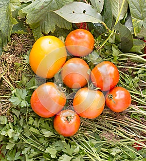 Yellow and red tomato fresh from the garden