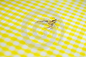 Yellow red translucent spider on yellow caro table cloth, Bohol, Philippines photo