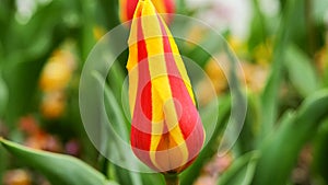 Yellow-red tulip on a beautiful green background.