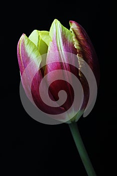 Yellow red tulip on black background. Floral Fine Art