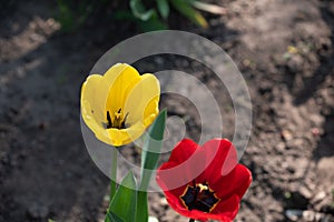 Yellow and red tulip/ Bunch of beautiful spring flowers - colorful tulips. Flowers are blooming. Tulips