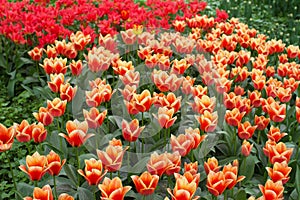 Yellow and red tulip field in garden