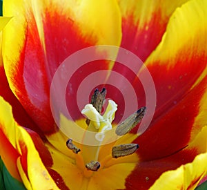 Yellow Red Tulip Flower Macro