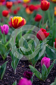 Yellow and Red Tulip Flower in Spring