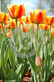 Yellow-red tulip flowers.