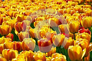 Yellow-red tulip flowers field