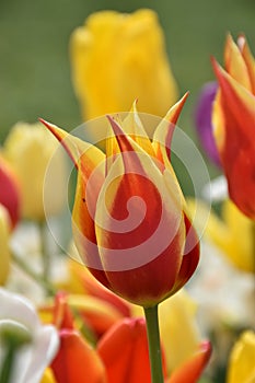 Yellow-red tulip flowers