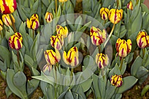 Yellow and Red Tulip Garden