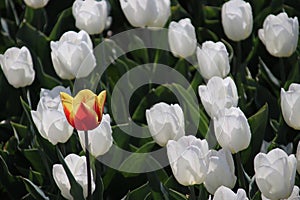 Yellow red tulip lost between white tulips