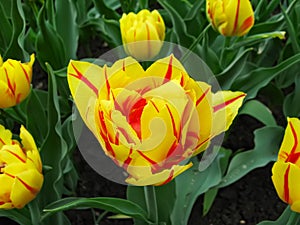 Yellow - red tulip Monsella on spring bed.