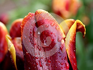 Yellow-red tulip in the rain