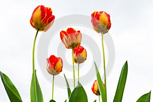 Yellow-red tulip after rain close-up