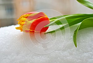 Yellow-red tulip on the snow