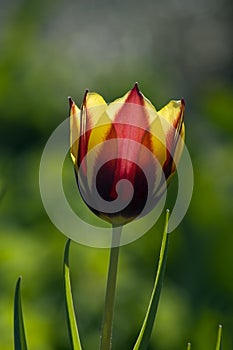 Yellow & Red Tulip (Tulipa - Gavota - Triumph Tulip)