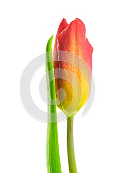 Yellow-red tulip on white background