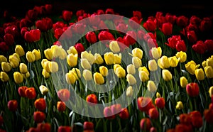 Yellow and Red Tulipas