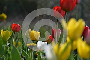 Yellow and Red tulips