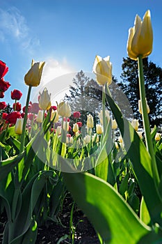 Yellow and Red Tulips Against Sun and Sky